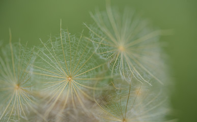 Background and close up of tender dandelion seeds of a dandelion in summer against a green background