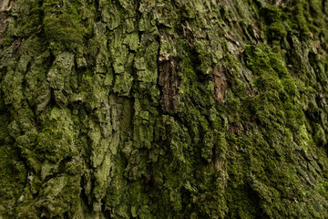 Green texture of tree bark with moss