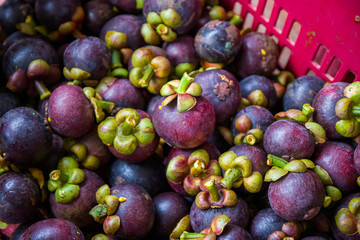 Ripe mangosteen in the basket, Orchardist keeps some ripe mangosteens and collect in the basket.