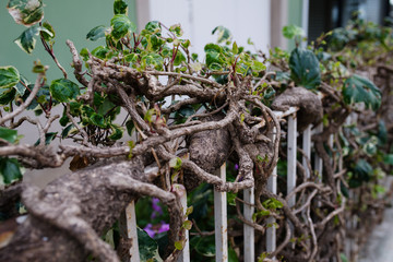 creeper growing on a metal railing