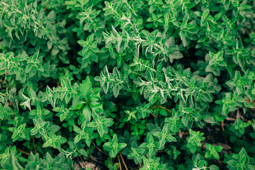Oregano herbs growing outside in a home garden