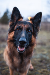 german shepherd portrait