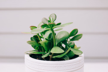 Background with a single Succulent in a white ceramic planter with a bohemian feel and copy space for text