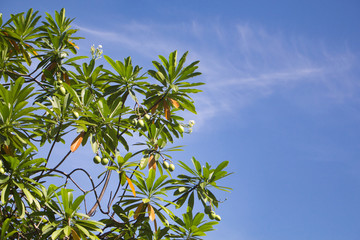 Fototapeta na wymiar Tree branches and leaves against blue sky