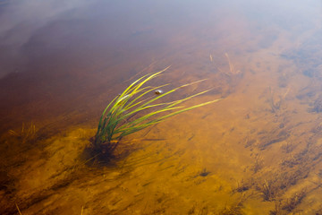 grass in water