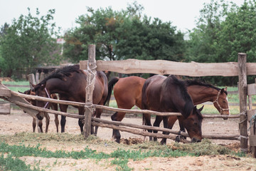 Horse farm, ranch. Horses graze in the paddock.