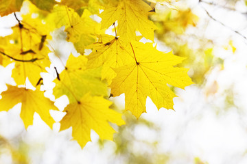 Yellow maple leaves on a light background
