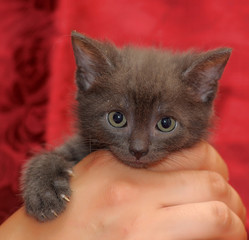 gray kitten in hands