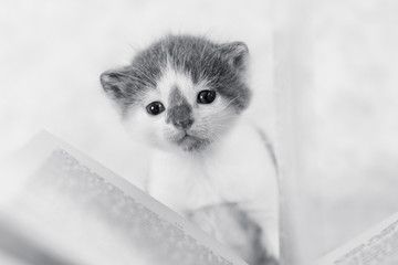 Small kitten near an open book, black and white photo