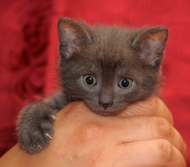 gray kitten in hands