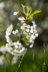 Bokeh flower Background. Cherry flowers on a branch in the backlight. Spring background.