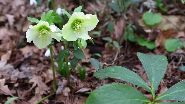 Hellebores in spring forest. First flowers pattern.