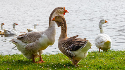 Geese on the river in summer. Raising geese