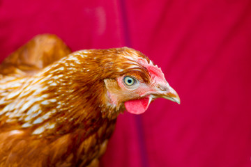 chicken on a wooden background