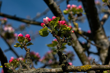 appletree blossom branch blue sky sunny day