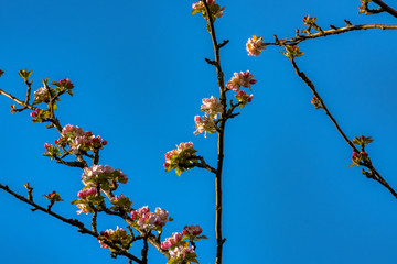 appletree blossom branch blue sky sunny day