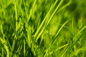 Green Grass In Spring Garden Close Up.