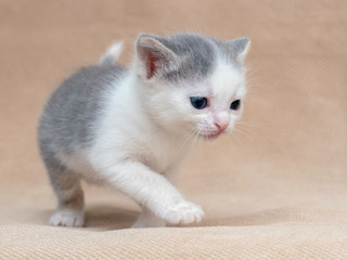 Small playful kitten on a light background