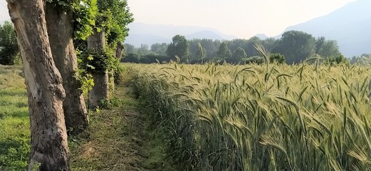 Ai margini del campo di frumento