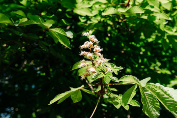 flowers of chestnut
