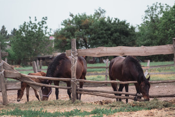 Fototapeta na wymiar Horse farm, ranch. Horses graze in the paddock.
