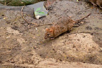 water vole or rat on the waterfront. rodents living in the rivers. 