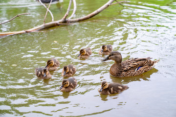 ducklings with the mother on the river Bank. birds with babies in the pond. 