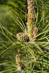 Blooming pine in the spring. New pine cone sprout on branches of pine tree.