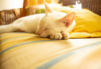 Fototapeta na wymiar Beautiful white cat asleep on a striped armchair. Domestic animal resting.