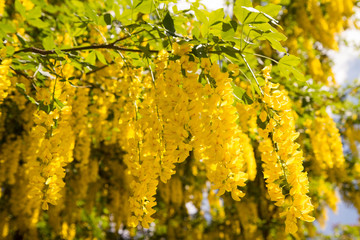 The Common laburnum (Laburnum anagyroides) blooming
