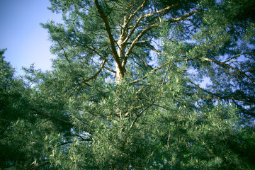 Blooming pine in the spring. New pine cone sprout on branches of pine tree.