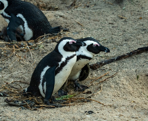 Obraz premium a pair of penguins and a complex palette of their relationship