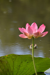 Pink Lotus flower on a blurry green background