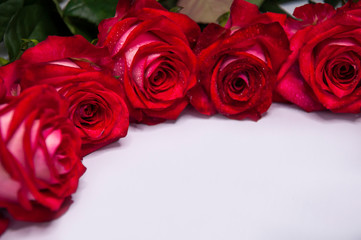 Beautiful red roses on a light background. Copy space for text