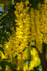 The Common laburnum (Laburnum anagyroides) blooming