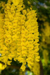 The Common laburnum (Laburnum anagyroides) blooming