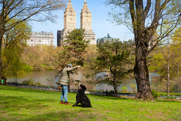 Woman trains a Giant Schnauzer in Central Park