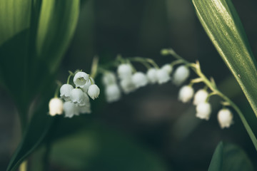 Lily of the valley