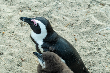 a pair of penguins and a complex palette of their relationship