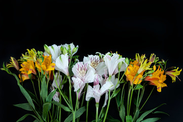 Alstroemeria flowers on a black background with copy space