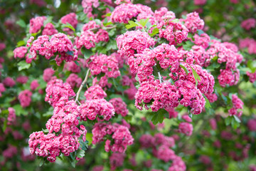 Amazing crimson hawthorn (Crataegus Laevigata) blooms with pink flowers in the park. Spring, summer background.