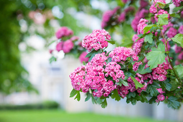 Obraz premium Amazing crimson hawthorn (Crataegus Laevigata) blooms with pink flowers in the park. Spring, summer background.