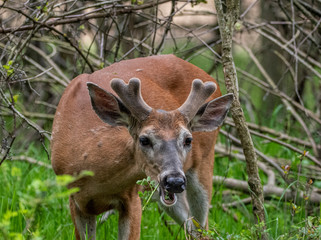 PHOTO OF WHITE TAIL DEER CHAGRIN RIVER PARK
