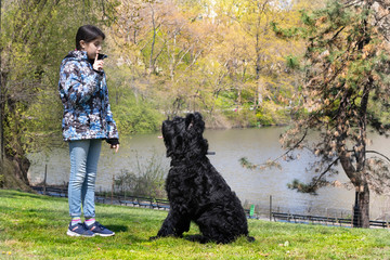 Lovely young girl training a Giant Schnauzer in Central Park