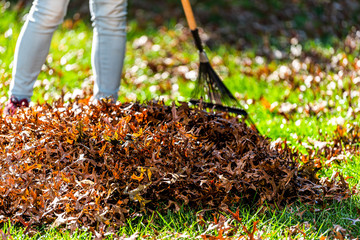 Person homeowner woman in garden yard backyard raking dry autumn foliage oak leaves pile standing with rake in fall sunny sunlight