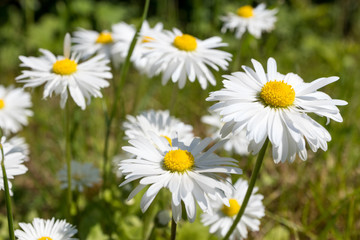 Obraz premium Daisies blooming in the spring in the meadow