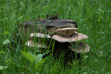 MUSHROOMS ON THE TREE STUMP CHAGRIN RIVER PARK