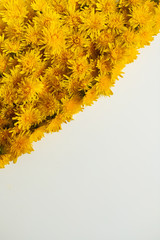 Yellow flowers on a white background