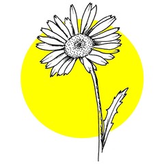 black and white drawing of chamomile on a background of the sun