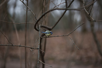 Beautiful spring weather. The bird sits on a branch. Tit at the spring tree.